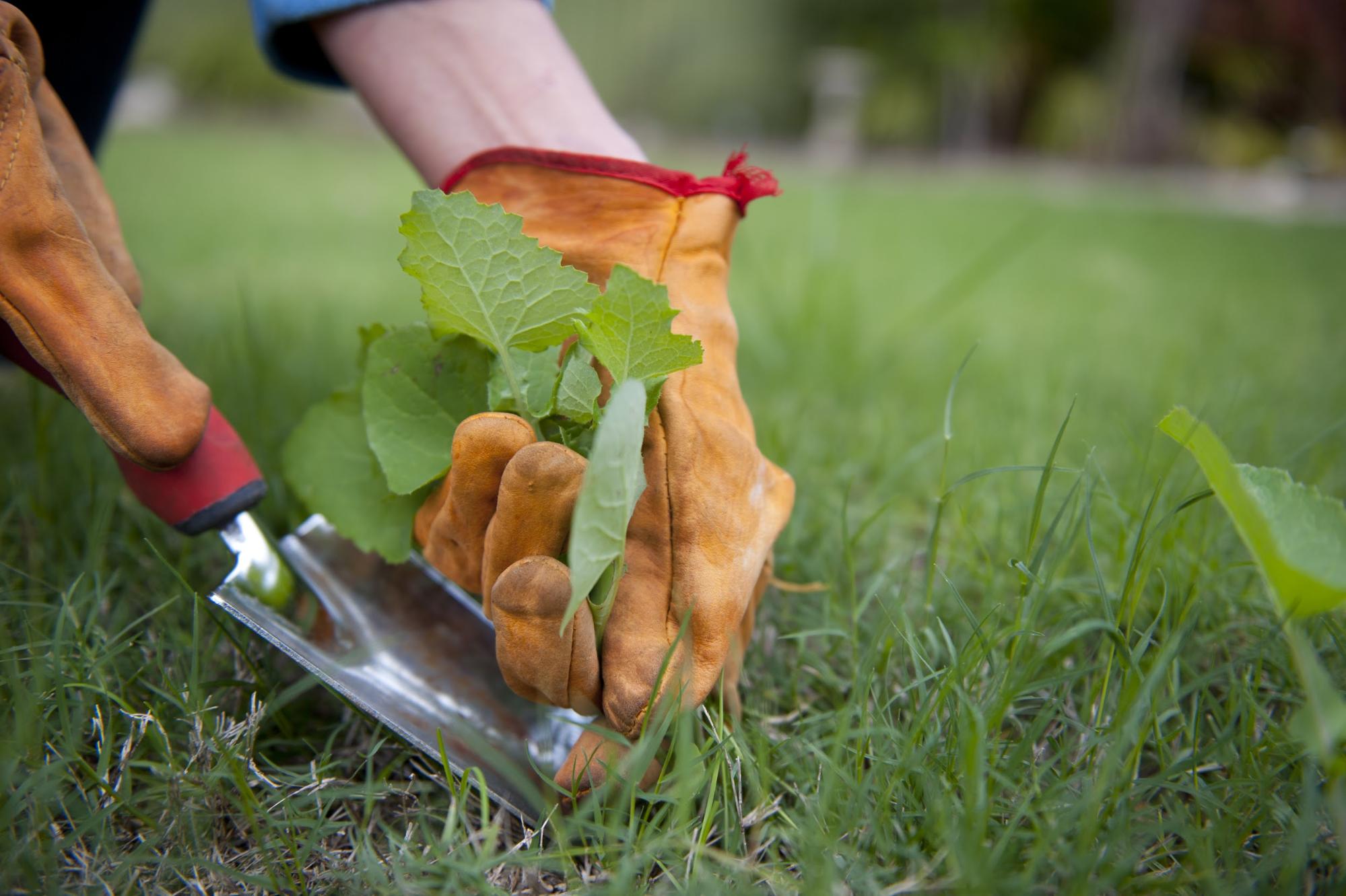 Lawn Care